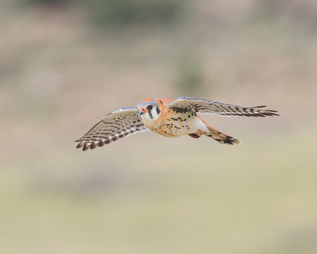 A male American Kestrel in flight.