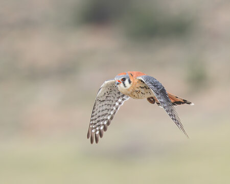 A male American Kestrel in flight.
