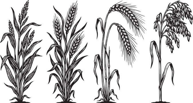 Wheat ears set isolated on white background featuring various cereal grain crops in a detailed vintage black and white hand drawn engraved sketch style illustration