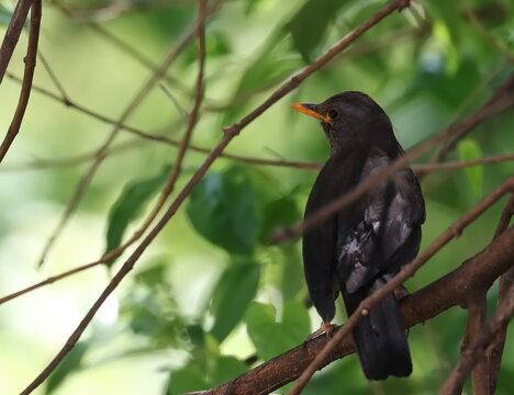 Common blackbird (Turdus merula), birds of Montenegro	