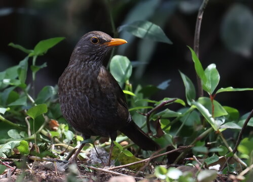 Common blackbird (Turdus merula), birds of Montenegro	
