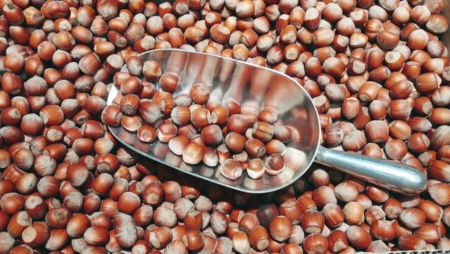 Hazelnuts with metal scoop &ndash; bulk nuts background and food ingredient concept