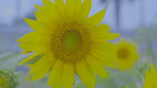unflower plants on a very sunny morning