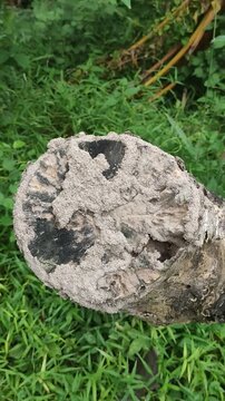 Close up of a Decaying tree log infested by an active termite colony and their mud tunnels in a tropical forest setting, showing wood damage and insect activity.