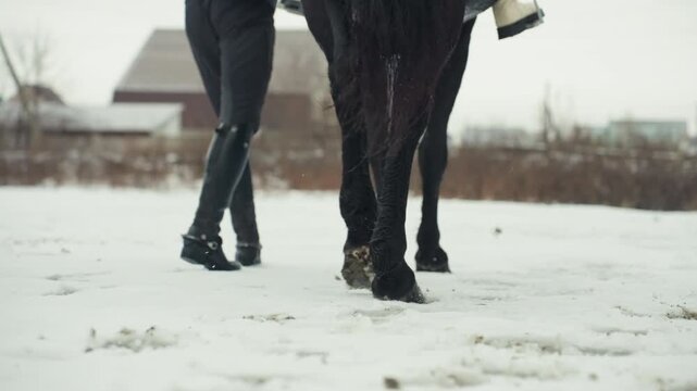 Guided horse walk on snow. Leading black horse across icy field. Trainer instructs horse through snowy village landscape. Closeup of hooves as trainer guides black horse on icy paddock terrain