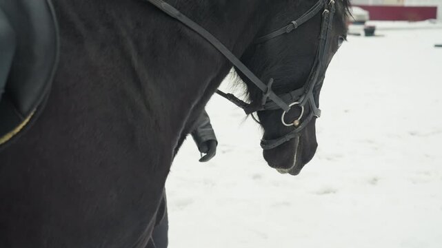 Closeup bit and bridle at horse mouth, careful tack inspection during winter training, metal hardware and leather fittings, gloved hand adjusting cheek pieces, focused maintenance mood