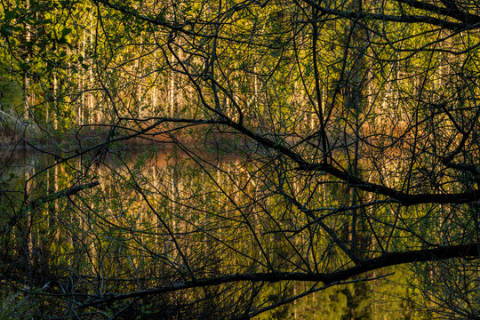 Canada, BC, Gulf Islands, Saltspring Island.  View of Weston Lake through tree branches.