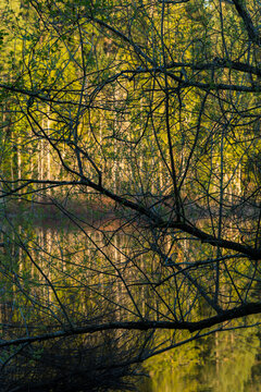 Canada, BC, Gulf Islands, Saltspring Island.  View of Weston Lake through tree branches.