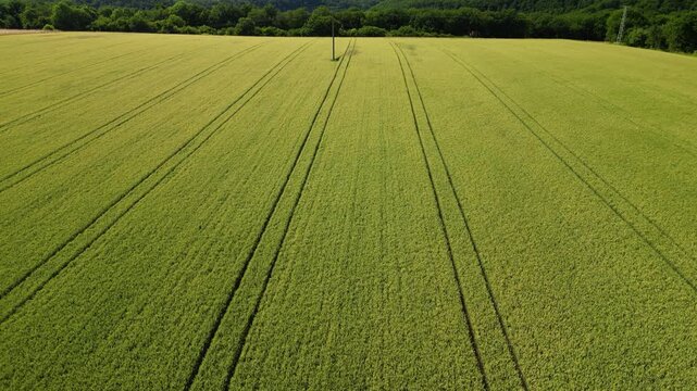 Flying over wheat fields in various stages