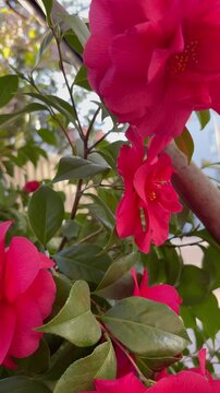 Slow shot of large red Camellia japonica