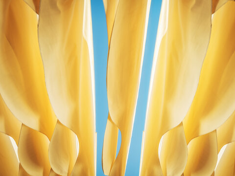close up of yellow petals with view to blue sky