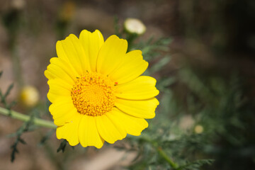Obraz premium Flores de jardín en primavera