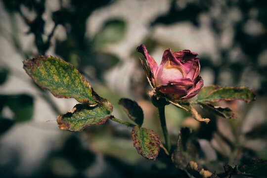 Rosa marchita en jard&iacute;n de primavera