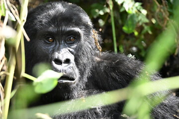 Obraz premium critically endangered Eastern gorilla subspecies (Gorilla beringei beringei). encounter in impenetrable rainforest bwindi natural park