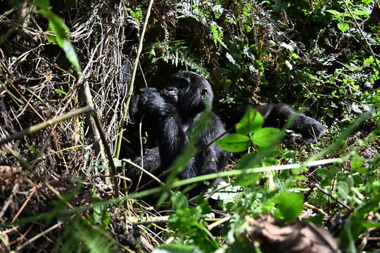 critically endangered Eastern gorilla subspecies (Gorilla beringei beringei). encounter in impenetrable rainforest bwindi natural park