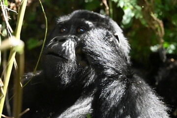 Obraz premium critically endangered Eastern gorilla subspecies (Gorilla beringei beringei). encounter in impenetrable rainforest bwindi natural park