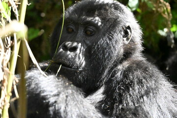 Obraz premium critically endangered Eastern gorilla subspecies (Gorilla beringei beringei). encounter in impenetrable rainforest bwindi natural park