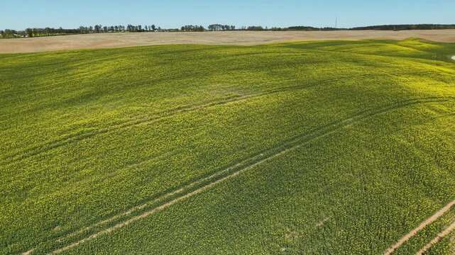 Canola Field &ndash; Parallax Left Aerial Flight Over Blooming Crops
