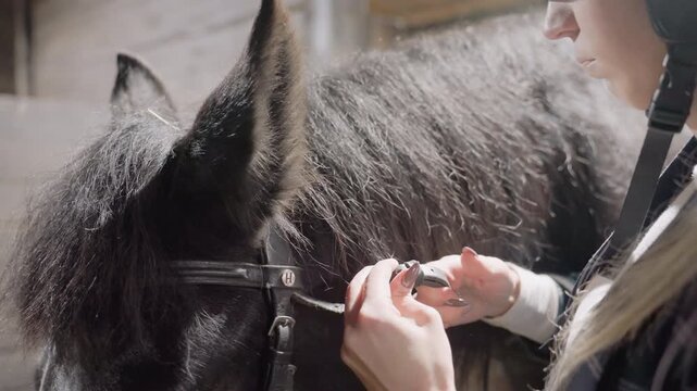 Woman adjusting bridle on black horse closeup hands fastening buckles, leather straps, watch on wrist, concentrated ritual of tack fitting in soft stable light, attentive care and precise detail work.
