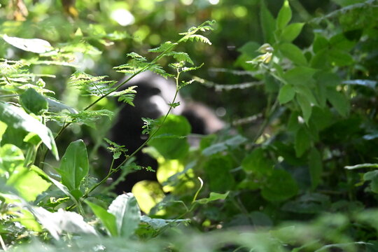 critically endangered Eastern gorilla subspecies (Gorilla beringei beringei). encounter in impenetrable rainforest bwindi natural park
