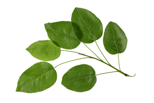 Green leaves of wild pear tree branch isolated on white background. Harvest concept.