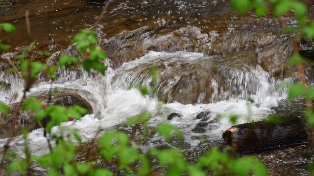 Looking through branches of salmonberry bush with spring growth at Coal Creek water rushing over rocks, outdoors in nature
