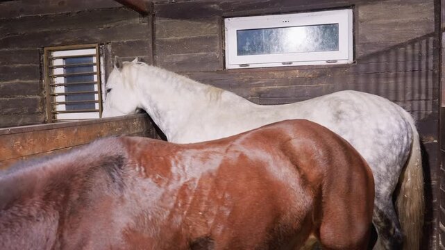 Gentle horse with chestnut nearby in stable. Serene scene of horse and chestnut against wooden wall. Calm depiction of horse and chestnut situated side by side in rustic stable setting