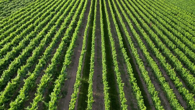 Flying over green vine fields in summer