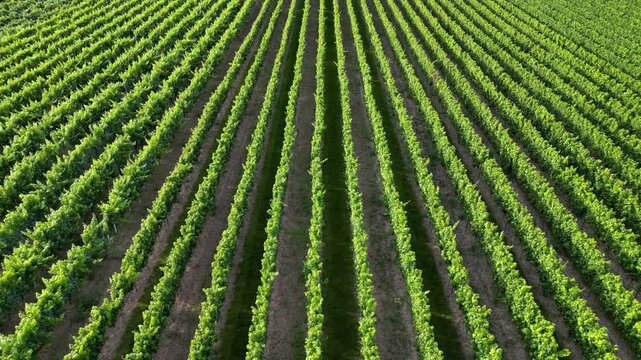 Flying over green vine fields in summer