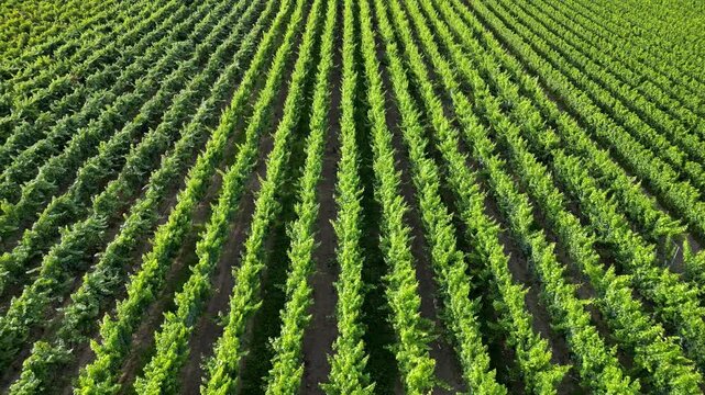 Flying over green vine fields in summer