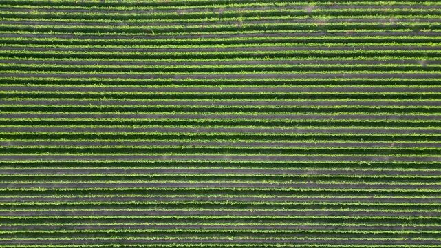 Flying over green vine fields in summer