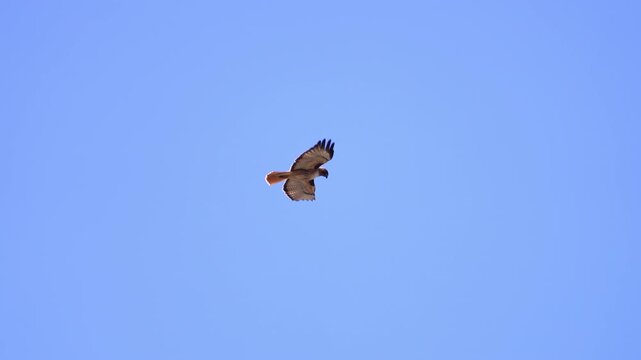 Red-tailed Hawk flying against a blue sky in slow motion over Utah.