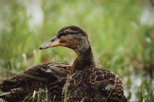 Two mallard ducks exploring in the grass