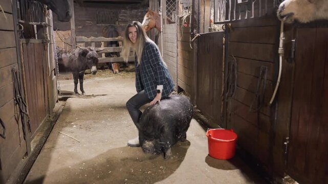 Barn pig tandem education caucasian intern walking through stable aisle observing and guiding pig near red bucket, donkey watching in background, warm dusty light, hands on rural lesson about animal