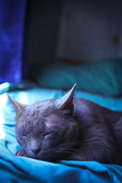 close up portraits of Korat, an ashy grey kitten enjoying the indoor life