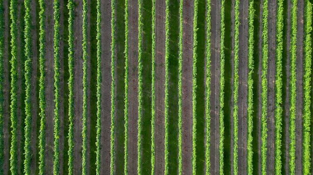 Flying over green vine fields in summer
