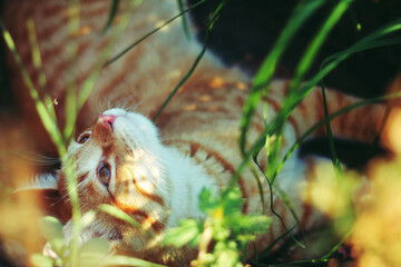 close up portraits of ginger orange cat enjoying the outdoors   © Cherisha