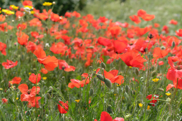 Obraz premium Campo de amapolas en primavera al sol del mediodía en rojo brillante