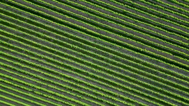 Flying over green vine fields in summer
