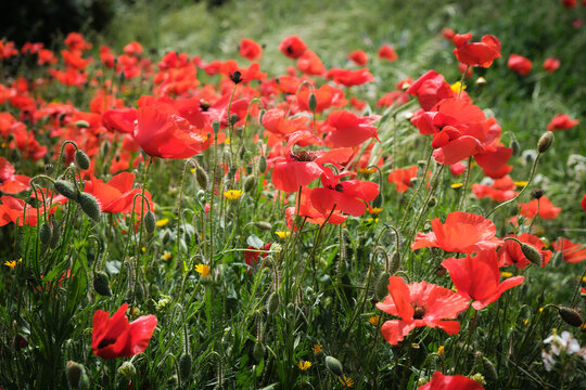 Campo de amapolas en primavera al sol del mediod&iacute;a en rojo brillante