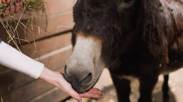 White woman hand feeding donkey closeup, palms offering hay and treat, soft muzzle and trusting gaze, stable wood background, therapeutic care session, calm and intimate atmosphere
