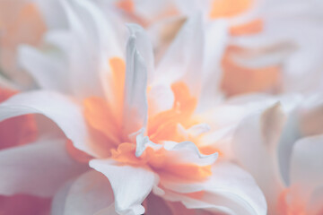Naklejka premium Smoke Close-up selective soft focus cream beige white, yellow Narcissus Flower bud, Petals. Natural art blur macro bbackground.
