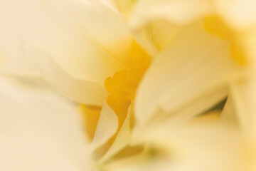 Fototapeta premium Smoke Close-up selective soft focus cream beige white, yellow Narcissus Flower bud, Petals. Natural art blur macro background.