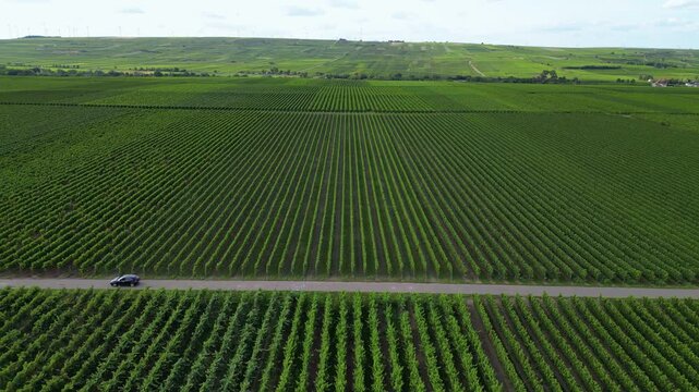Flying over green vine fields in summer