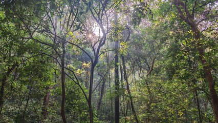 Obraz premium Yana, Karnataka