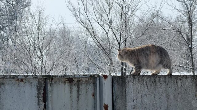 The cat is walking on top of the fence.