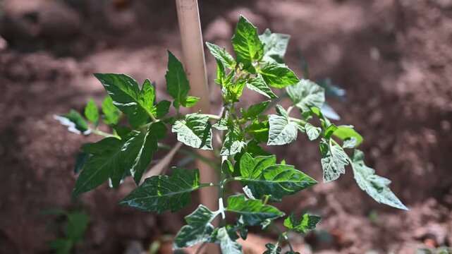 Young tomato plant (Solanum lycopersicum) supported by a string in an organic garden. Close-up of a small seedling growing in soil. Concept of professional gardening, farming and plant care.