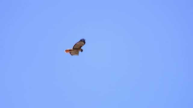 Red-tailed Hawk hovering in the air while it hunts in slow motion.