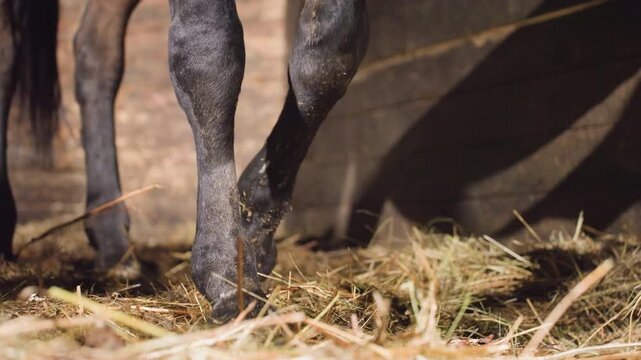 Closeup horse hooves on straw floor, textured lower legs and fetlocks, shadowed barn interior with soft light, subtle weight shifts suggesting farrier check or trainer inspection, patient rural