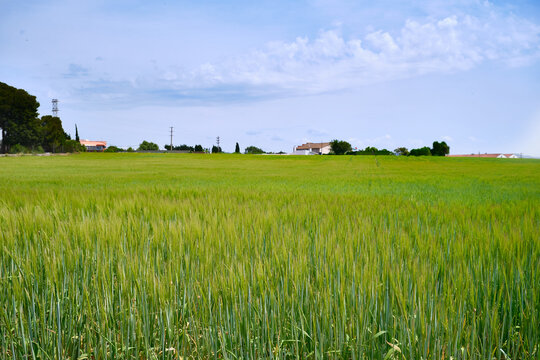 Campo de trigo al sol en primavera con un verde intenso